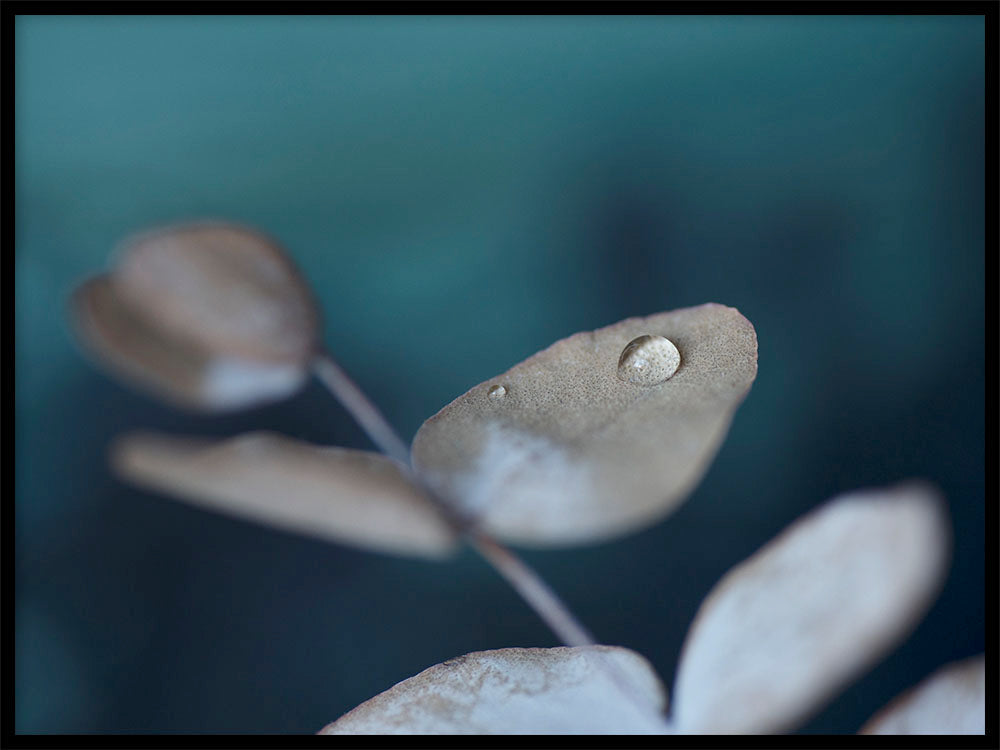 Rynx | Water Droplets