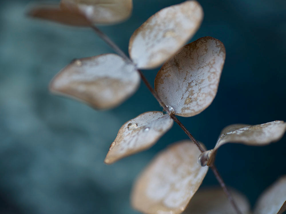 Rynx | Waterdrop II