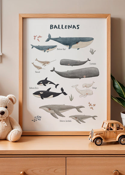 Rynx | Ballenas on white background