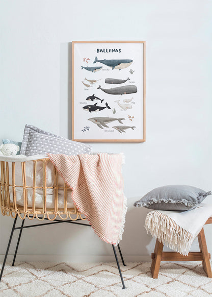 Rynx | Ballenas on white background