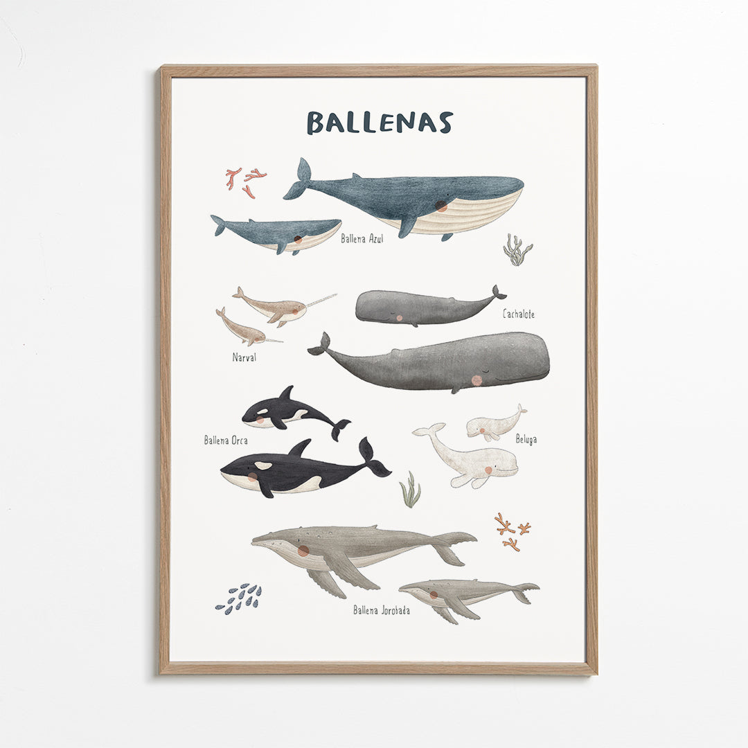Rynx | Ballenas on white background