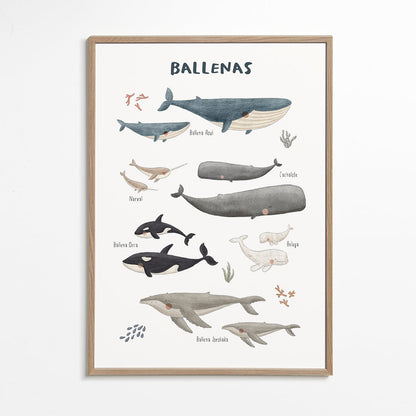 Rynx | Ballenas on white background