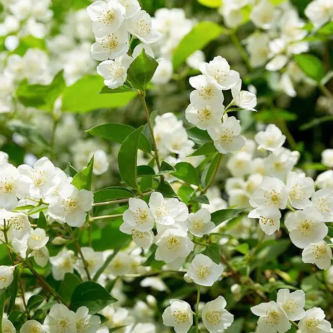 Rynx | 100 jasmine seeds for fragrant, evergreen climbing plants