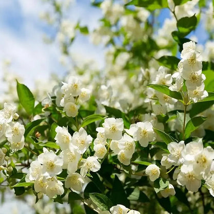 Rynx | 100 jasmine seeds for fragrant, evergreen climbing plants