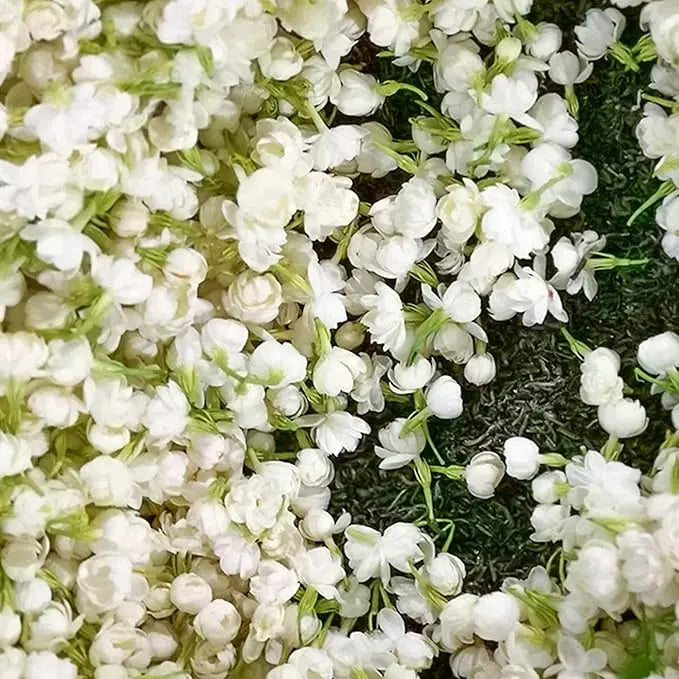 Rynx | 100 jasmine seeds for fragrant, evergreen climbing plants