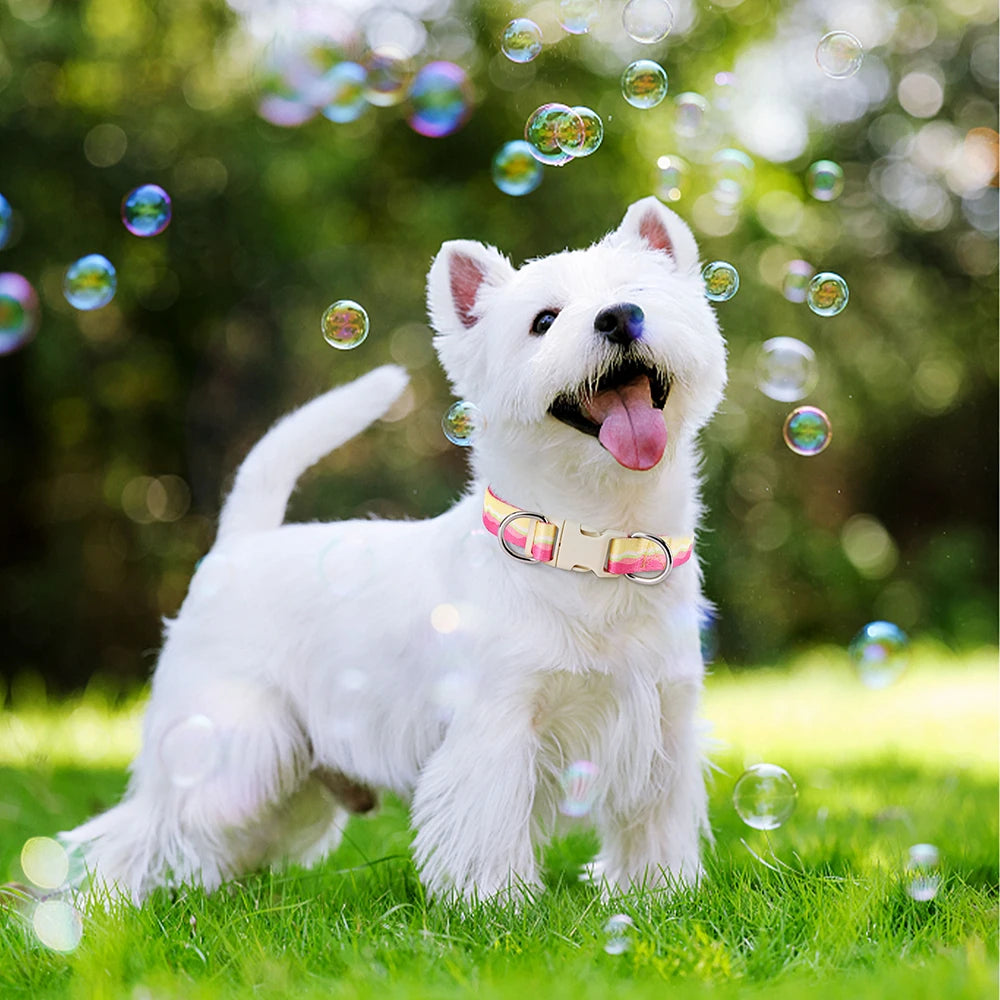 Rynx | Adjustable Nylon Dog Collar
