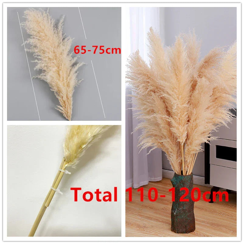 Rynx | BohoBliss - Dried Pampas Grass