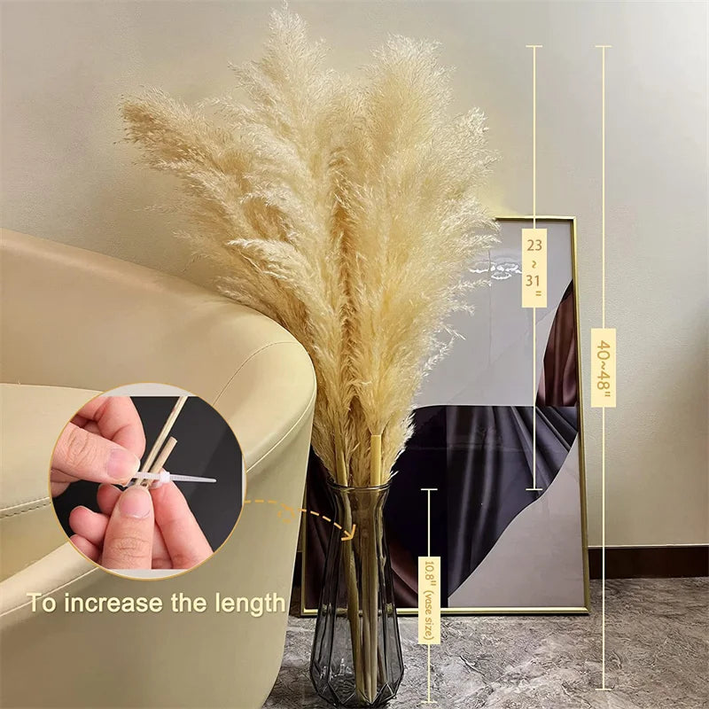 Rynx | BohoBliss - Dried Pampas Grass