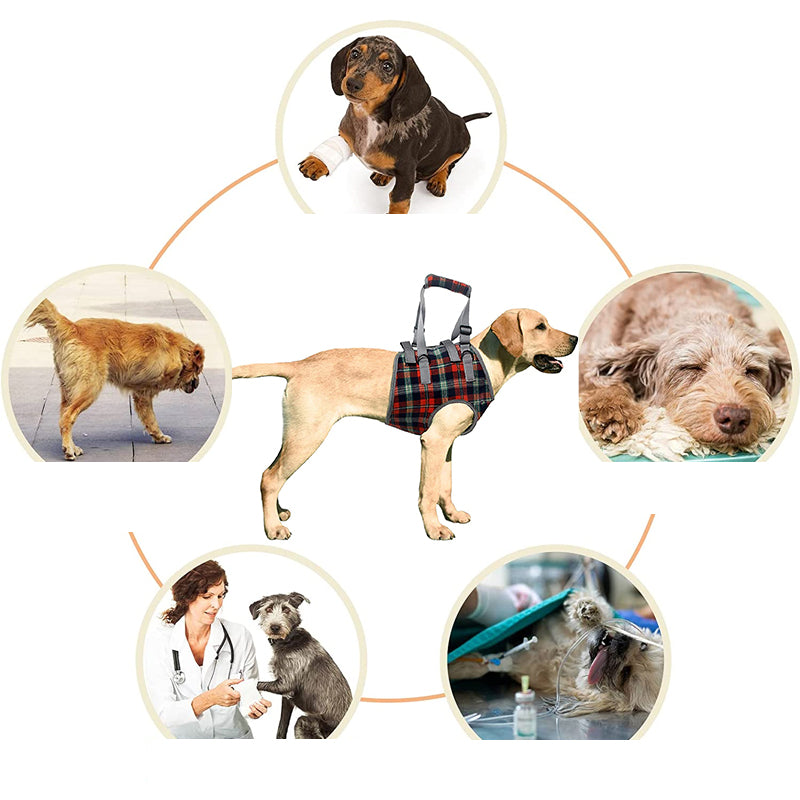 Rynx | Orthostatic Strap For Back Legs