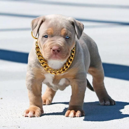 Rynx | Pet Jewelry Thick Gold Chain Collar