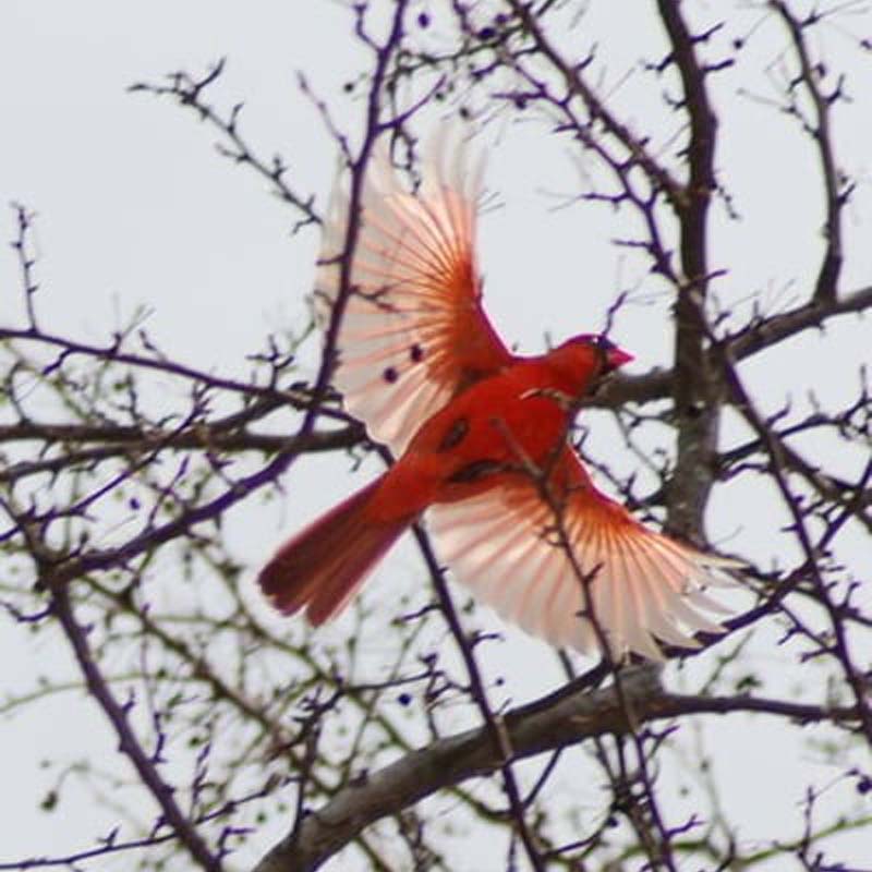 Rynx | Hummingbird Memory Necklace