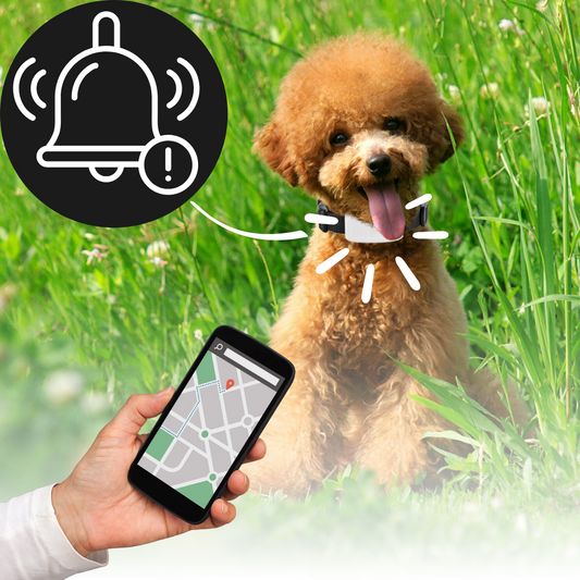 Rynx | Pet GPS Tracking Collar