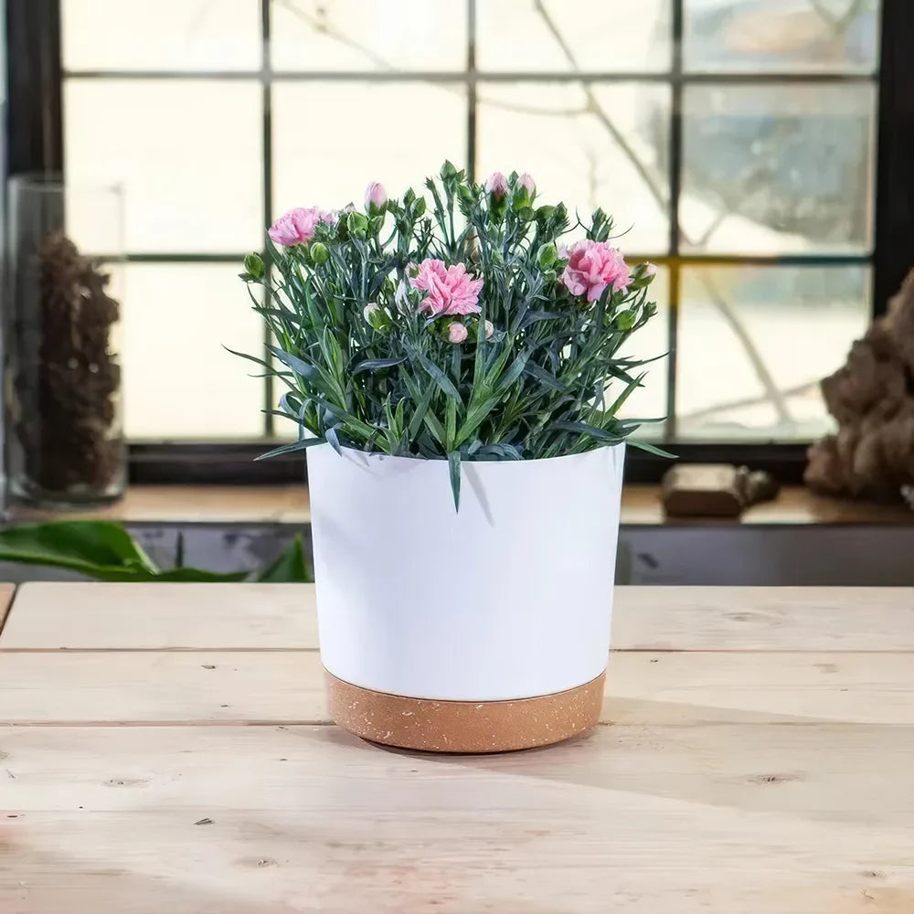 Rynx | Modern Matte Finish Planters with Drainage