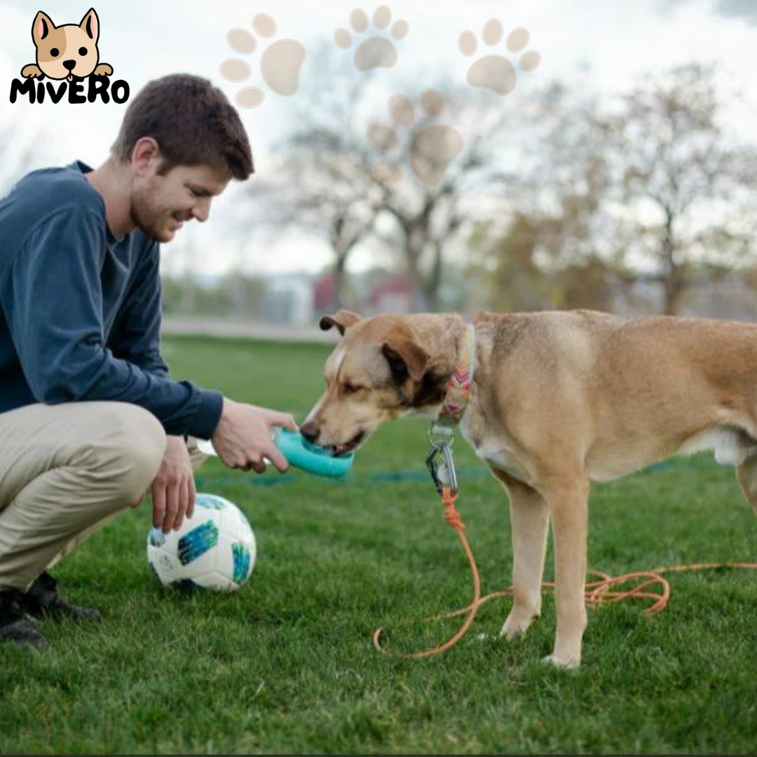 Rynx | Floky - The all-in-one solution for adventures with your dog!