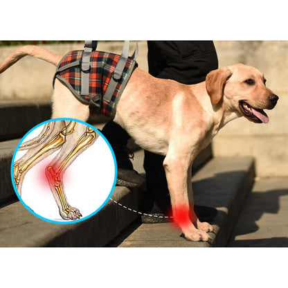 Rynx | Orthostatic Strap For Back Legs