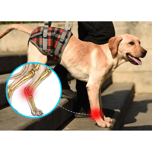 Rynx | Orthostatic Strap For Back Legs