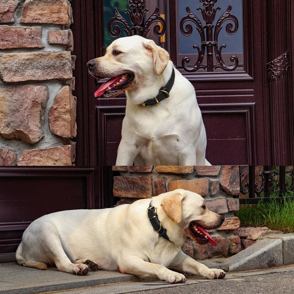 Rynx | Genuine Leather Dog Collar Durable and Adjustable for Small and Large Dogs