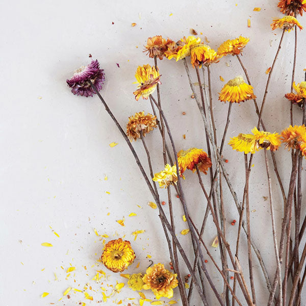 Rynx | Dried Helication Flower Bouquet