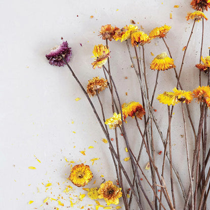 Rynx | Dried Helication Flower Bouquet