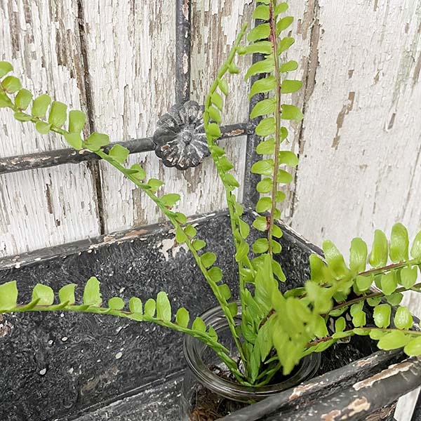 Rynx | Antique Finish Grid Wall Planter