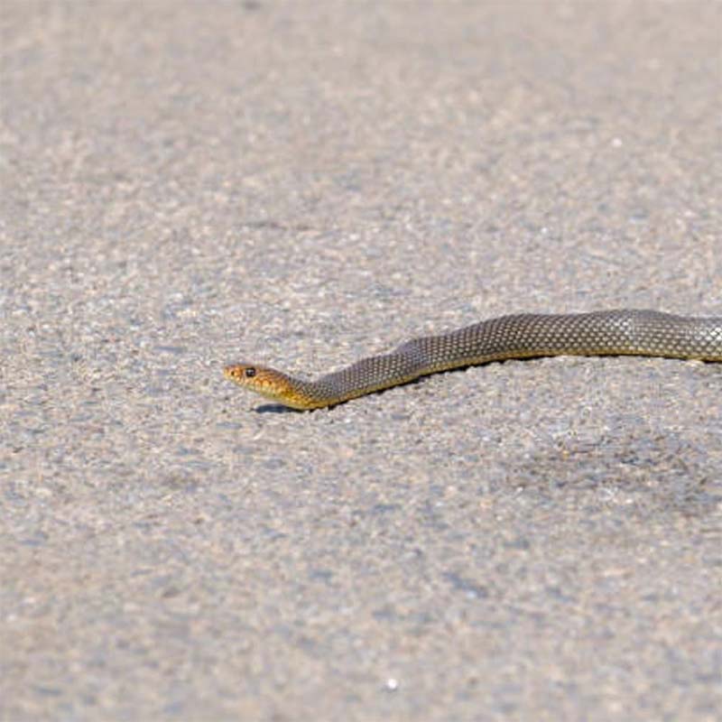 Rynx | Mischief Snake Toy