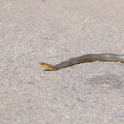 Rynx | Mischief Snake Toy