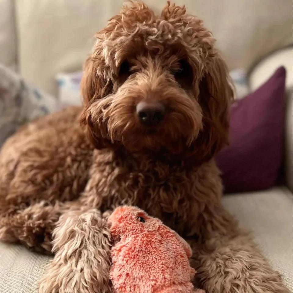 Rynx | interactive lobster shape for dogs