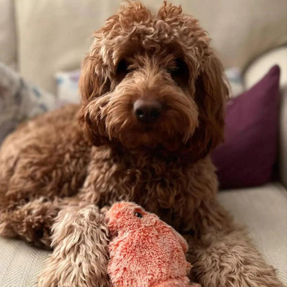 Rynx | interactive lobster shape for dogs