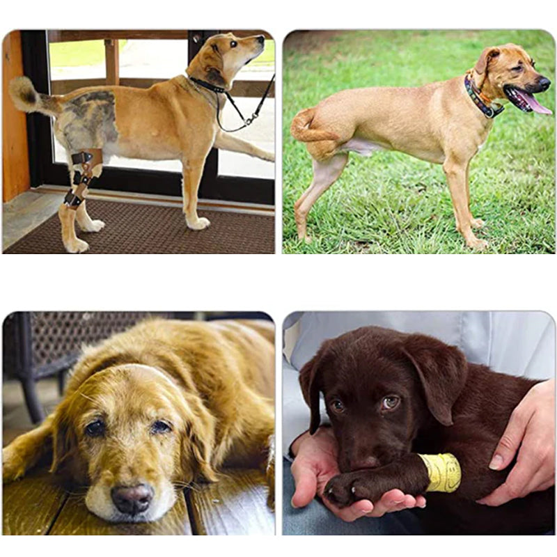 Rynx | Orthostatic Strap For Back Legs