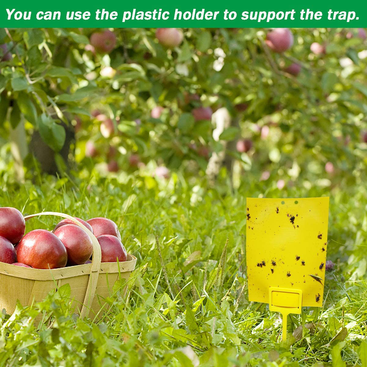 Rynx | 50 Sheets Yellow Sticky Traps, Fruit Fly Traps, for Indoor and Outdoor, Includes Twisted Tovar and Plastic Holders