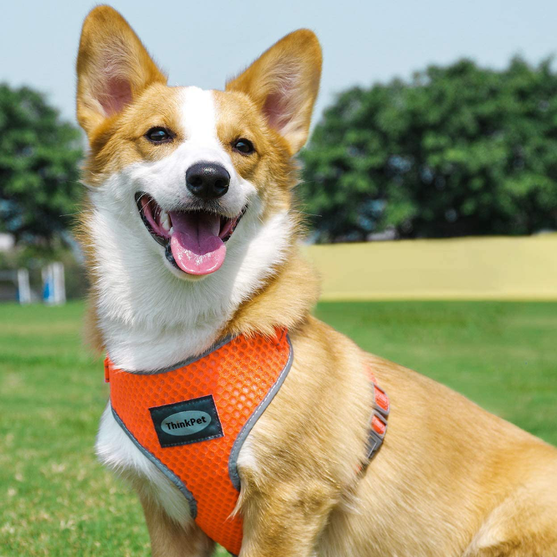 Rynx | Reflective Breathable Soft Air Mesh No Pull Harness For Cats And Dogs