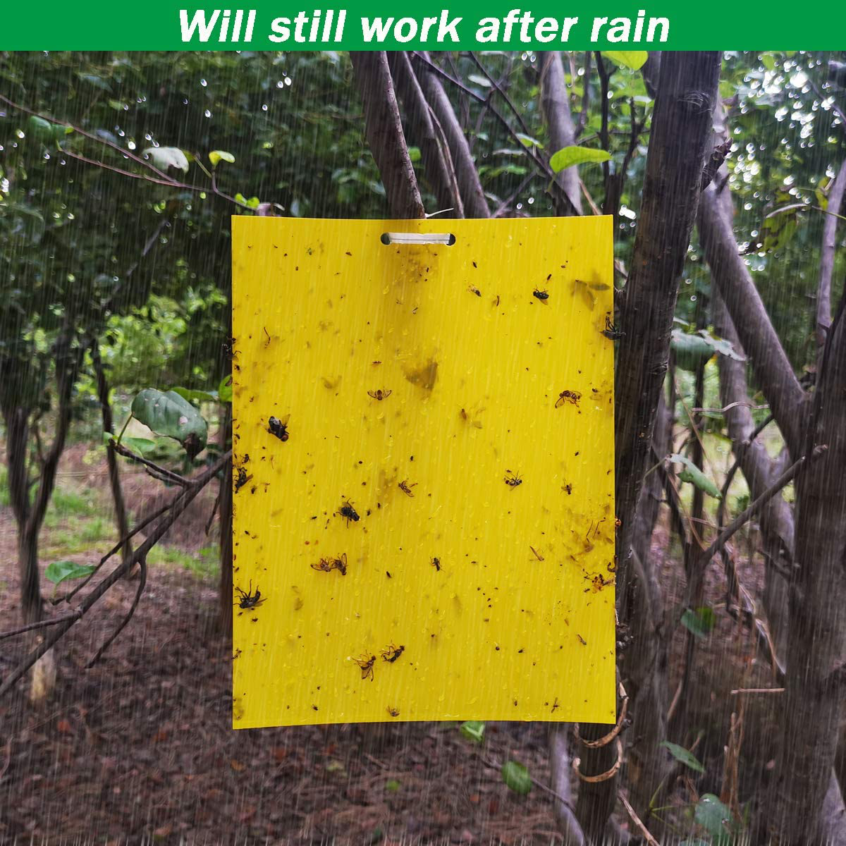 Rynx | 50 Sheets Yellow Sticky Traps, Fruit Fly Traps, for Indoor and Outdoor, Includes Twisted Tovar and Plastic Holders