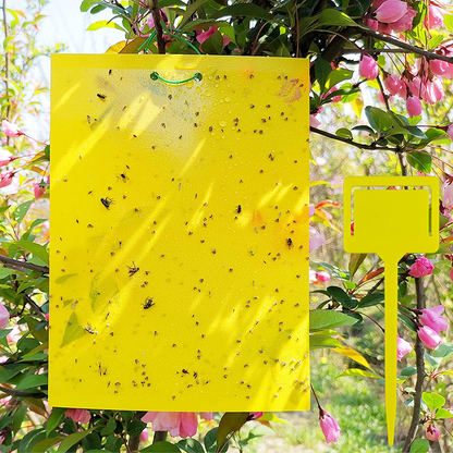 Rynx | 50 Sheets Yellow Sticky Traps, Fruit Fly Traps, for Indoor and Outdoor, Includes Twisted Tovar and Plastic Holders