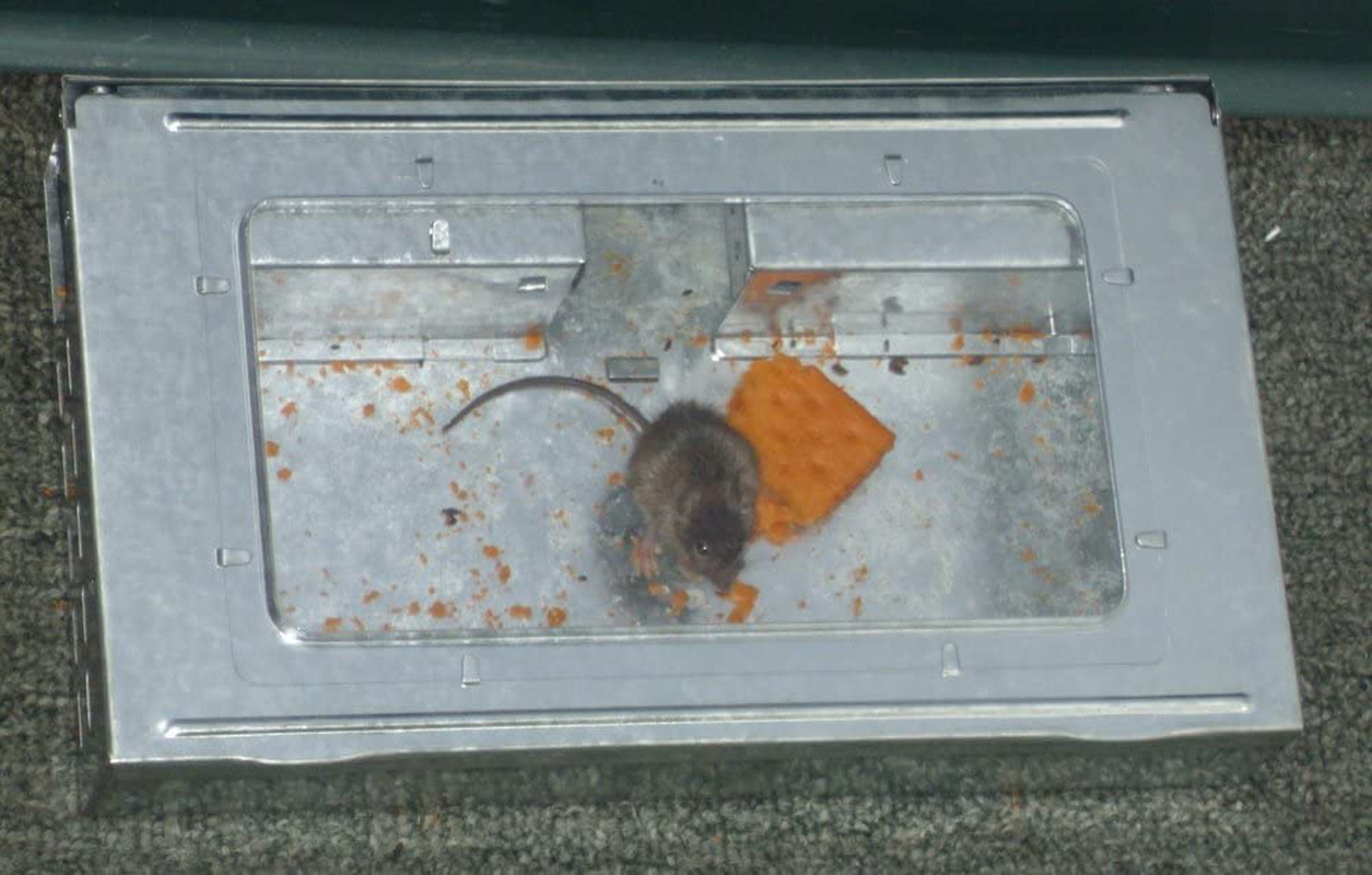 Rynx | Multi-Catch Clear Top Human Repeater Mouse Trap