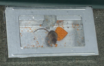 Rynx | Multi-Catch Clear Top Human Repeater Mouse Trap
