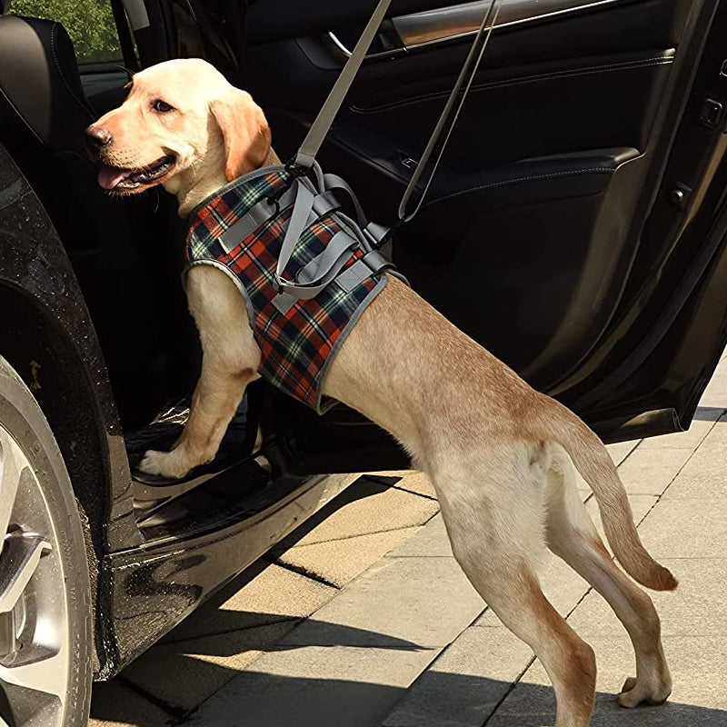 RYNX | Orthopedic Strap For Hind Legs
