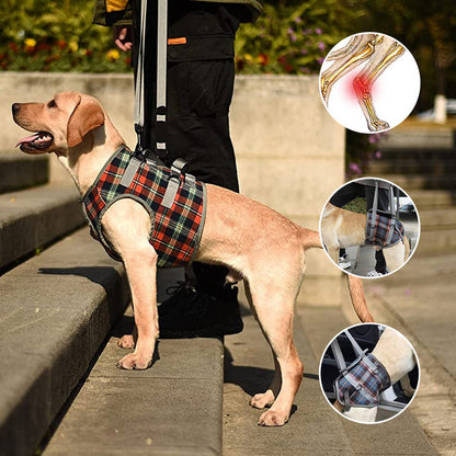 Rynx | Orthostatic Strap For Back Legs