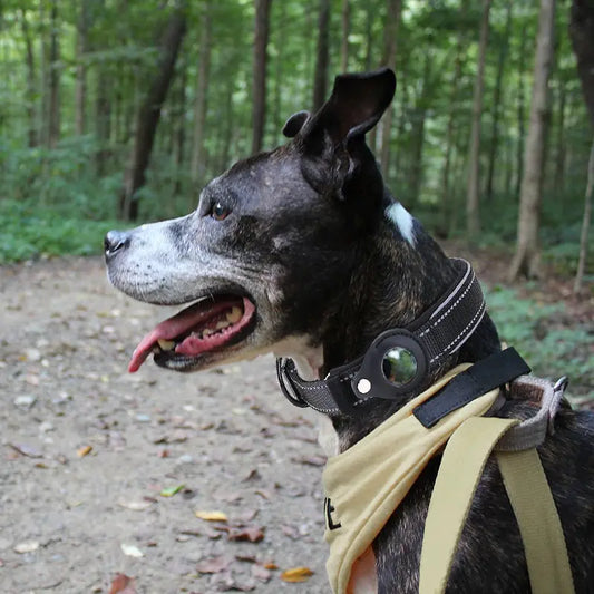 Rynx | New Anti-Loss Pet Dog Collar