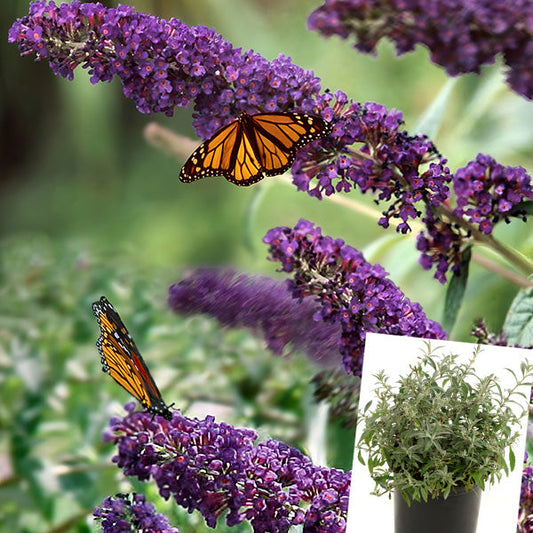Rynx | Buddleia Black Knight