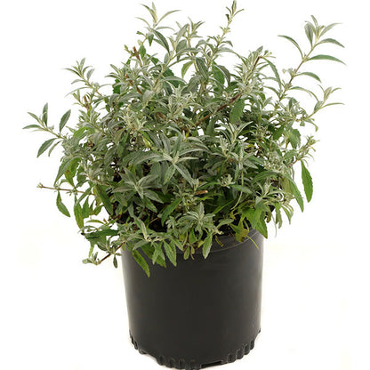 Rynx | Buddleia Black Knight