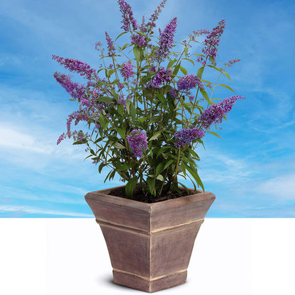 Rynx | Buddleia Black Knight
