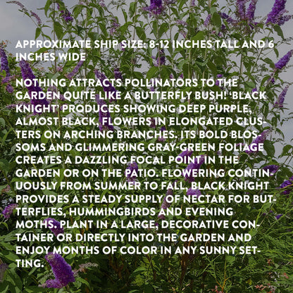 Rynx | Buddleia Black Knight