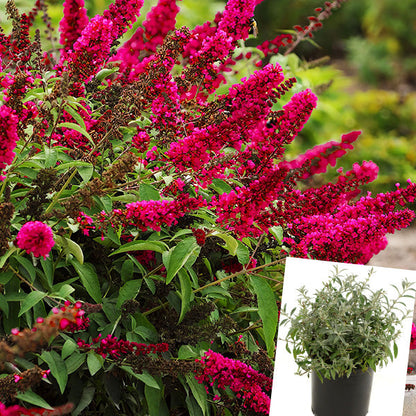 Rynx | Buddleia Royal Red