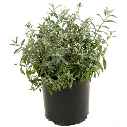 Rynx | Buddleia Royal Red