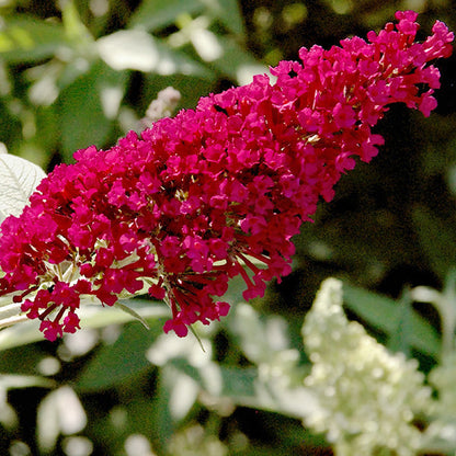 Rynx | Buddleia Royal Red