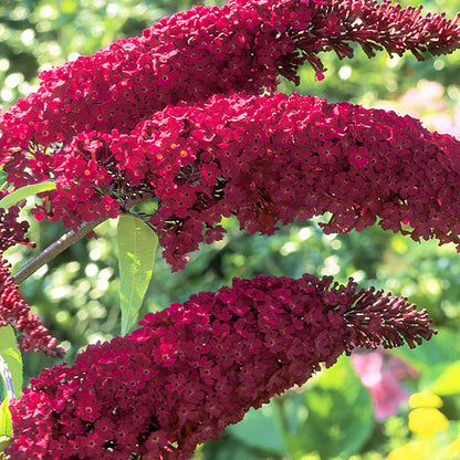Rynx | Buddleia Royal Red