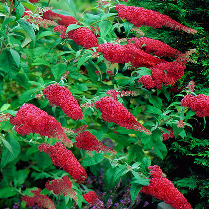 Rynx | Buddleia Royal Red
