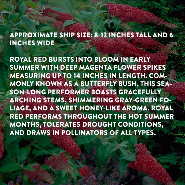 Rynx | Buddleia Royal Red