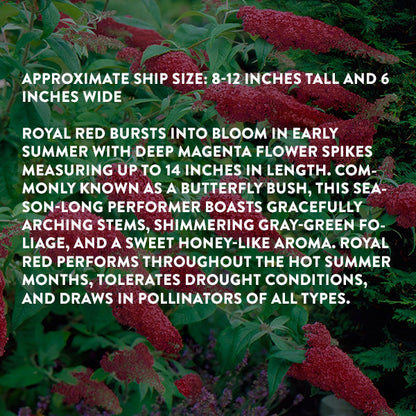 Rynx | Buddleia Royal Red