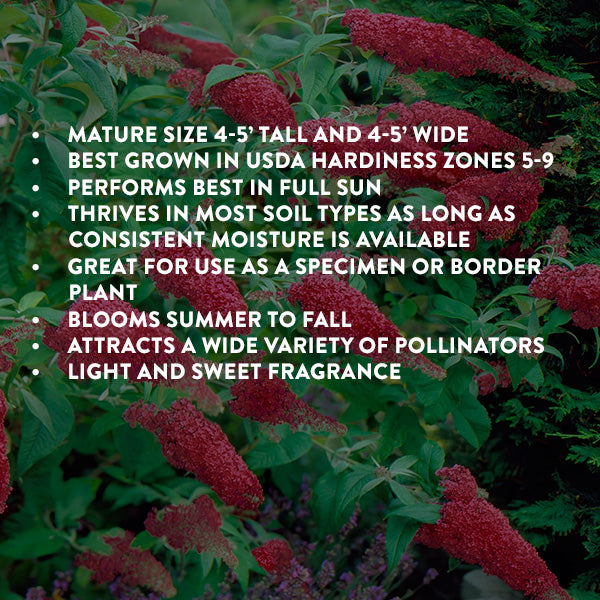 Rynx | Buddleia Royal Red